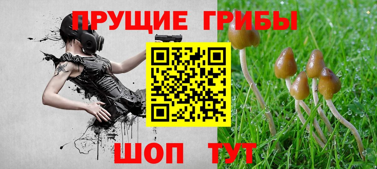 Псилоцибиновые грибы MAGIC MUSHROOMS  где найти наркотики  Кольчугино  Вход с VPN 